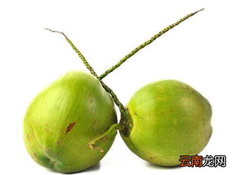椰青什么时候上市