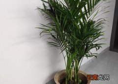 散尾葵有毒吗
