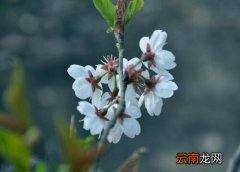 樱桃什么时候开花