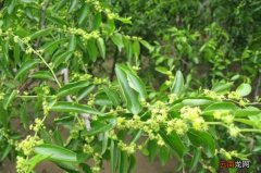 冬枣什么时候开花