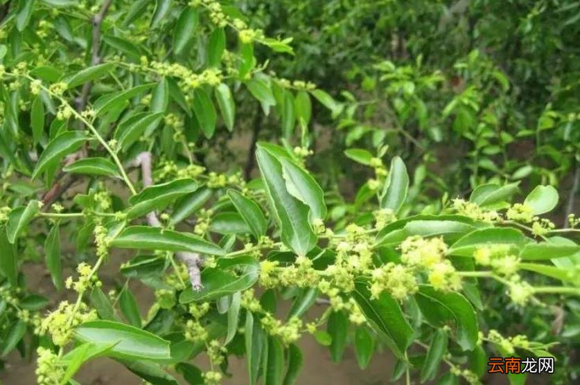 冬枣什么时候开花