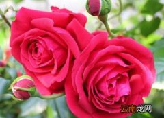 蔷薇亚科代表植物