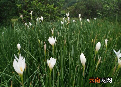 兰花开花多久凋谢