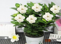 新买的栀子花需要做好哪些养护工作，新买的栀子花需要做好哪些养护工作呢