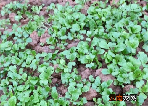 油菜长什么样子，上海青和油菜的区别