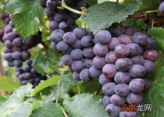 日本葡萄品种排名，中国最高端葡萄品种排名