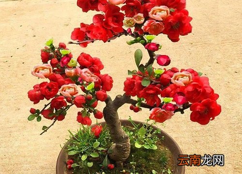 四季海棠叶子干尖是什么原因造成的，四季海棠叶子干尖是什么原因造成的呢