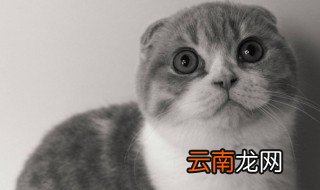 可以给猫猫喂面包吗 幼猫能不能喂面包