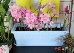 风雨兰不开花是什么原因导致的，风雨兰不开花是什么原因导致的怎么办