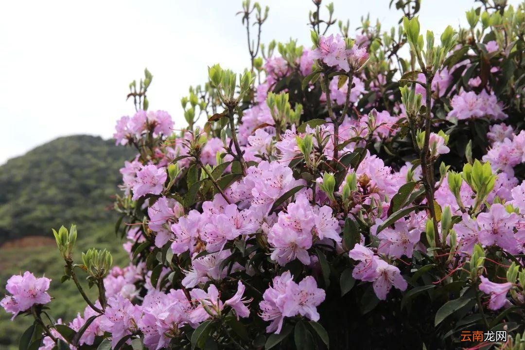 杜鹃花分布在我国什么地方，杜鹃花分布在我国什么地方最多