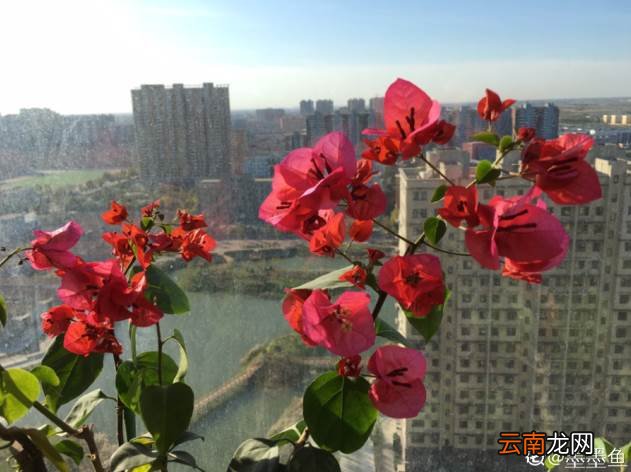 三角梅图片 三角梅懒花品种
