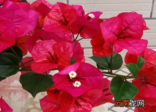 9月应该如何养三角梅不停的爆花，9月应该如何养三角梅不停的爆花呢