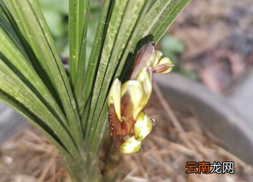 兰花长芽前要怎么施肥，兰花长芽前要怎么施肥呢