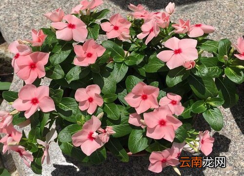 长春花养护有哪些秘诀长势好花量大，长春花怎么养才能更旺盛