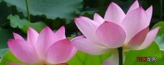 莲花的品质