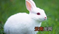 怎么养兔子又干净又卫生 怎么养好兔子