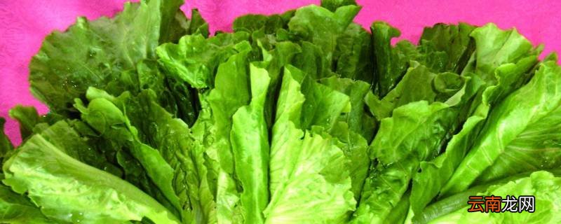 烤肉用哪种生菜