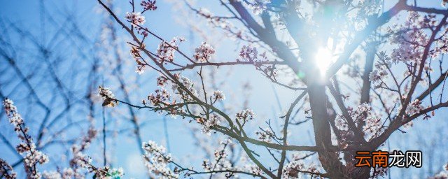 怎样给腊梅浇水