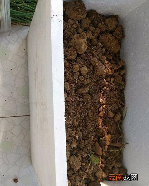 怎么用泡沫盒种菜
