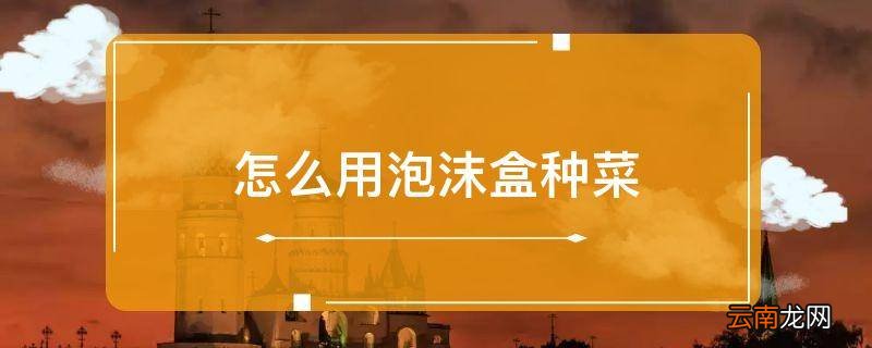 怎么用泡沫盒种菜