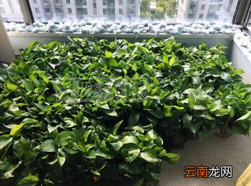 室内甲醛标准范围多少正常