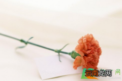 2021三八妇女节怎么发朋友圈搞笑