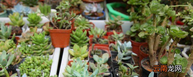 南昌的气候可以养什么盆栽