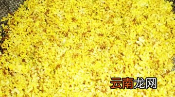 桂花怎么风干不变色