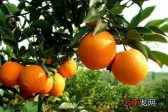 哪些人不宜吃橙子