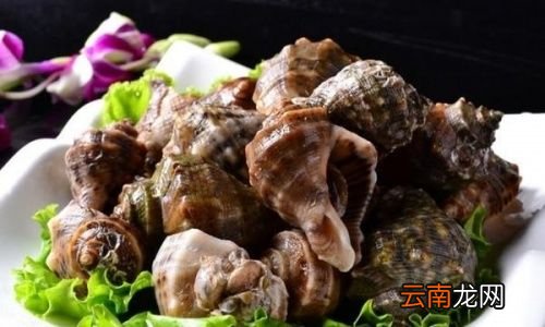 海螺需要煮多久才能好