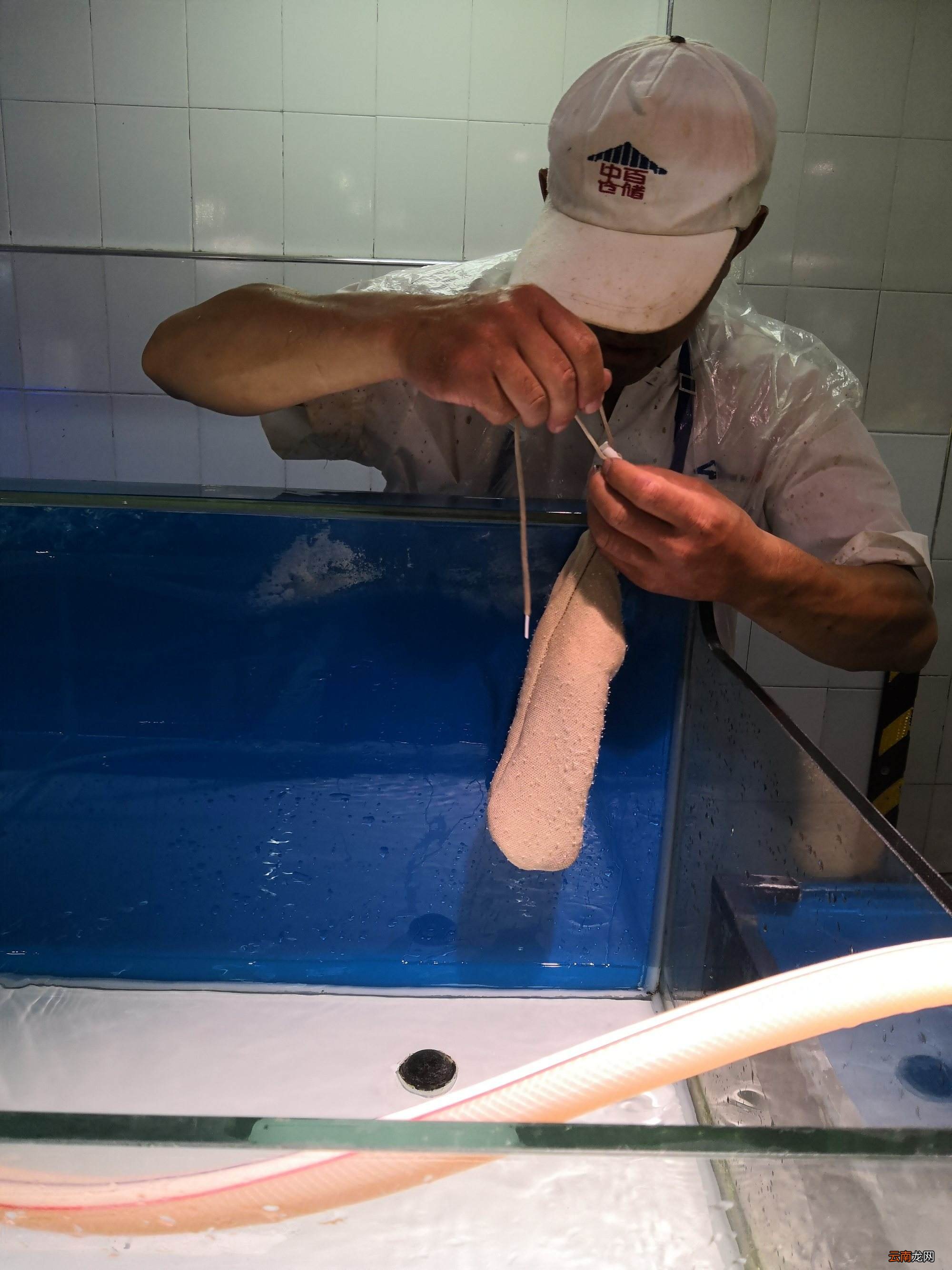 鱼缸放酵母多久能清洗虾
