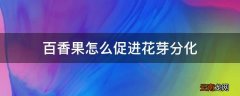 百香果怎么促进花芽分化