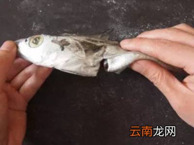 怎么杀带鱼