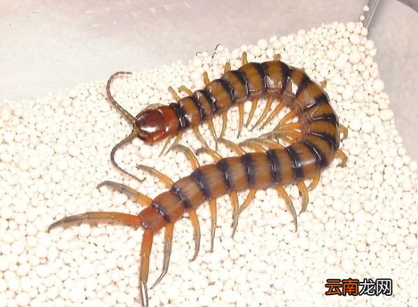 蜈蚣有多少条腿？