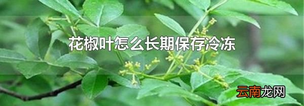 花椒叶怎么长期保存冷冻