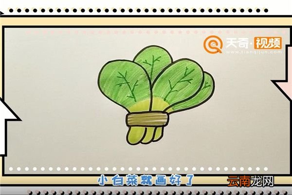 小白菜简笔画