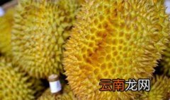 榴莲核怎么种 榴莲核种的方法