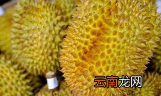 榴莲核怎么种 榴莲核种的方法