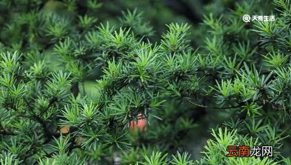 枝芽造句 枝芽什么意思