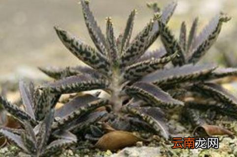 植物被冻死还有救么