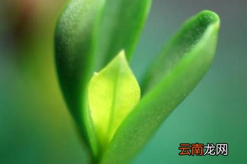 种子萌发需要哪三个外界条件