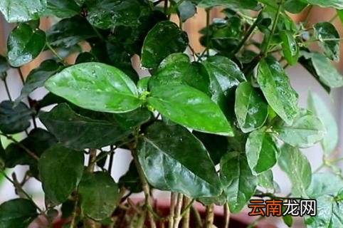 淘米水直接浇花了怎么补救
