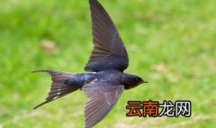 燕子吃什么食物 燕子是吃什么的