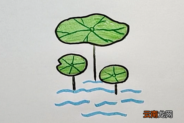 荷叶简笔画