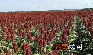 高粱的管理方法 高粱有哪些管理方法提高产量