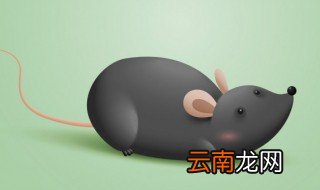 老鼠冬眠吗 老鼠冬天冬眠吗
