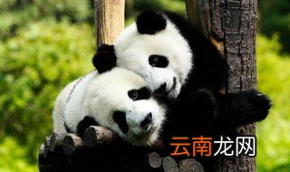 国宝大熊猫有什么特征 国宝大熊猫有什么特点