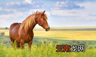 马睡觉为什么是站着的 马睡觉为啥是站着的