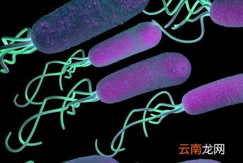 幽门螺杆菌阳性是什么意思 吹气检查幽门螺杆菌阳性是什么意思