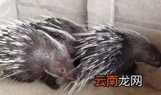 豪猪和猪基因一样吗 豪猪和猪是近亲吗